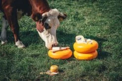 Boska Kaasrasp Delfts Blauw - Kaasrasp Voor Harde Kaas - Hollands Cadeau - Oer-Hollands - Cadeauset - Giftset - Cadeautips - Keukengerei - Keuken Accessoires - 10 Jaar Garantie -Merkloos Winkel 1200x799 74