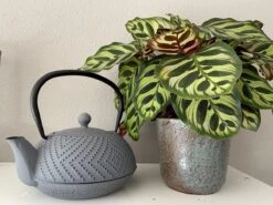 Bredemeijer Theepot Fujian 1.2L Met Filter Warm Grijs -Merkloos Winkel 1200x899 9